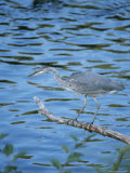 A Great Blue Heron on a Tree Limb Watches for Fish in the Water Below Photographic Print