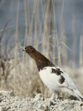 A Willow Ptarmigan Near a Clump of Tall Grasses Photographie