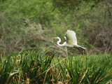A Great Egret, Casmerodius Albus, Flying over Tall Grasses Photographic Print