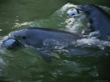 Captive Bottlenose Dolphins Swim with Balls in Their Mouths Photographie