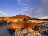 Sea Lion with Young, Galapagos Islands Photographic Print by Steve Winter