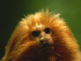 A Portrait of a Golden Lion Tamarin Photographic Print