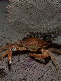 A Red Ridged Clinging Crab in a Defensive Posture Photographic Print