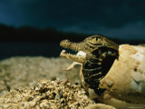 An American crocodile wriggles free of its shell on a beach Lámina fotográfica