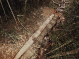 The Team Uses Axes and Machetes to Carve a Tree Trunk into a Canoe Photographic Print by Nicolas Reynard