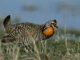 A Greater Prairie Chicken in a Mating Display Photographic Print