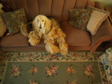 An Afghan Hound Lies on a Sofa Photographic Print