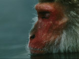 A Japanese Macaque (Macaca Fuscata), or Snow Monkey, Enjoys a Swim Photographic Print