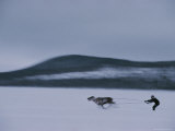 An Ethnic Sami Races a Reindeer Across the Snowy Tundra Photographic Print by Kenneth Garrett