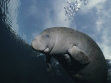 Close View of a Florida Manatee in Floridas Crystal River Fotografie-Druck von Brian J. Skerry