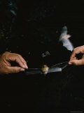 A Pair of Hands Stretch out the Wings of a Natalus Lepidus Bat Photographic Print by Steve Winter