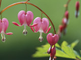 Spring Flowers, Dutchmans Breeches (Bleeding Hearts) Mid-May Photographie