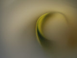 A Detail of a Calla Lily Flower Photographie