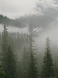 Fog Hangs in a Valley of Evergreens at Logan Pass Photographic Print by Raymond Gehman