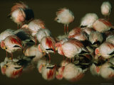 A Flock of Migratory Flamingos Roost in a High-Altitude Lake Photographic Print