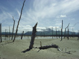 Trees Killed by Mudflows from Nearby Volcanoes Dot the Plain Photographic Print by Winfield Parks