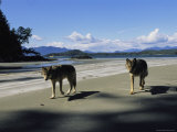Gray wolves on beach Lámina fotográfica Gray wolves on beach Lámina fotográfica