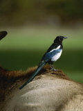 A Magpie Sits on the Back of an Elk Photographic Print by Tom Murphy