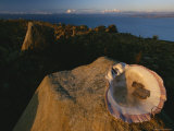 A Bivalve Shell Balanced on a Rock Above Lake Titicaca Photographic Print
