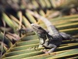 A Land Iguana Rests on a Palm Frond Photographic Print