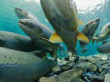 Wild Atlantic Salmon Make Their Way Upstream Through Clear Waters Photographic Print