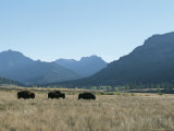American Bison Graze in a Prairie at the Foot of Rugged Mountains Photographic Print by Tom Murphy