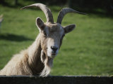 Goat on Farm Looking over a Fence Photographie par Todd Gipstein