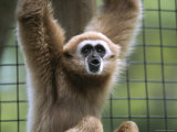 Close View of a White-Handed Gibbon Photographic Print by Joel Sartore
