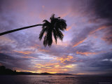 Overhanging Palm Tree is Silhouetted by a Sunset Sky Photographic Print by Steve Winter