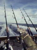 A Pet Iguana Appears to Be Fishing from the Back of a Moving Boat Reprodukcja zdjęcia autor Bill Curtsinger A Pet Iguana Appears to Be Fishing from the Back of a Moving Boat Reprodukcja zdjęcia autor Bill Curtsinger