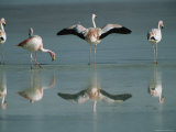 Chilean Flamingos Wade in a Seasonal Lake Photographic Print