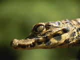 Close View of a A Baby West African Dwarf Crocodile Photographic Print by Joel Sartore