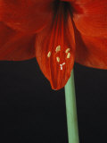 A Close View of an Amaryllis Flower Photographic Print by Bill Curtsinger