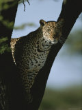 An Alert Leopard in the Fork of a Tree Photographic Print