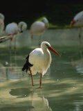 A European White Stork Wades with Chilean Flamingos in Shallow Pool Photographic Print