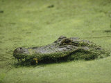 An alligator swims through duckweed, Elm Lake, Brazos Bend State Park Lámina fotográfica An alligator swims through duckweed, Elm Lake, Brazos Bend State Park Lámina fotográfica