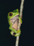 A Tree Frog with Big Eyes Clings to a Twig Photographie