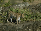 A Leopard on a Rocky Outcropping Photographic Print