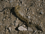 Dead Snake on the Ground in the Desert Photographic Print