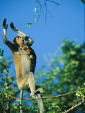 A Baby Proboscis Monkey Clings to its Mother as She Leaps from a Tree Photographic Print by Tim Laman