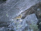 A Klipspringer Climbs a Rocky Crevass Photographic Print by Beverly Joubert