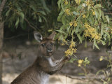 Gray kangaroo feeding on wattle flowers Lámina fotográfica Gray kangaroo feeding on wattle flowers Lámina fotográfica