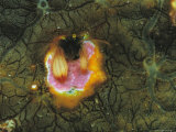 A Coral Hermit Crab Peers from its Burrow Photographic Print by Tim Laman