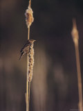 A Female Red-Winged Blackbird Perched on a Cattail Photographic Print