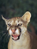 A Portait of a Snarling Puma Photographic Print