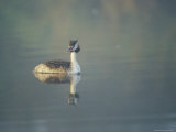 Great Crested Grebe in Breeding Plumage in Morning Mist Photographie par Jason Edwards