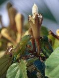 Orange-Chinned Parakeets Pick Holes in Balsa Blossoms to Drink Nectar Photographic Print