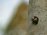 A Woodpecker Spits out Woodchips as it Makes a Nest in a Tree Trunk Photographic Print by Steve Winter