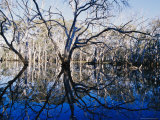Blue Gum Trees and Reflections in Wetland Photographic Print by Jason Edwards