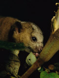 A Kinkajou Laps up Balsa Blossom Nectar from a Hole Created by Parakeets Photographic Print